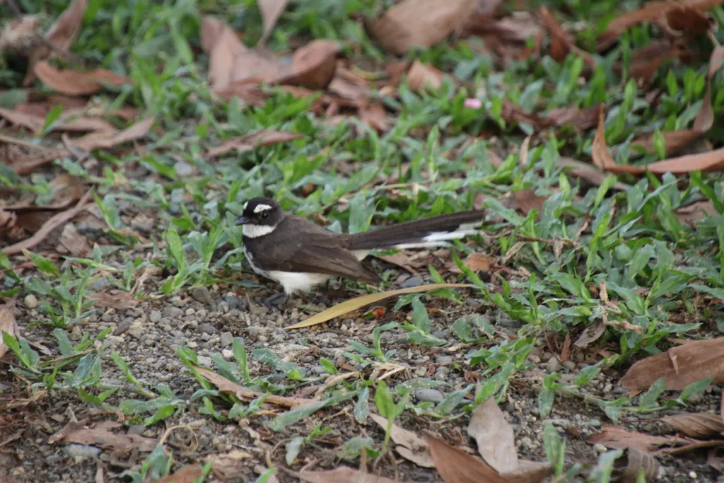 菲律宾斑扇尾鹟(Rhipidura nigritorquis)
