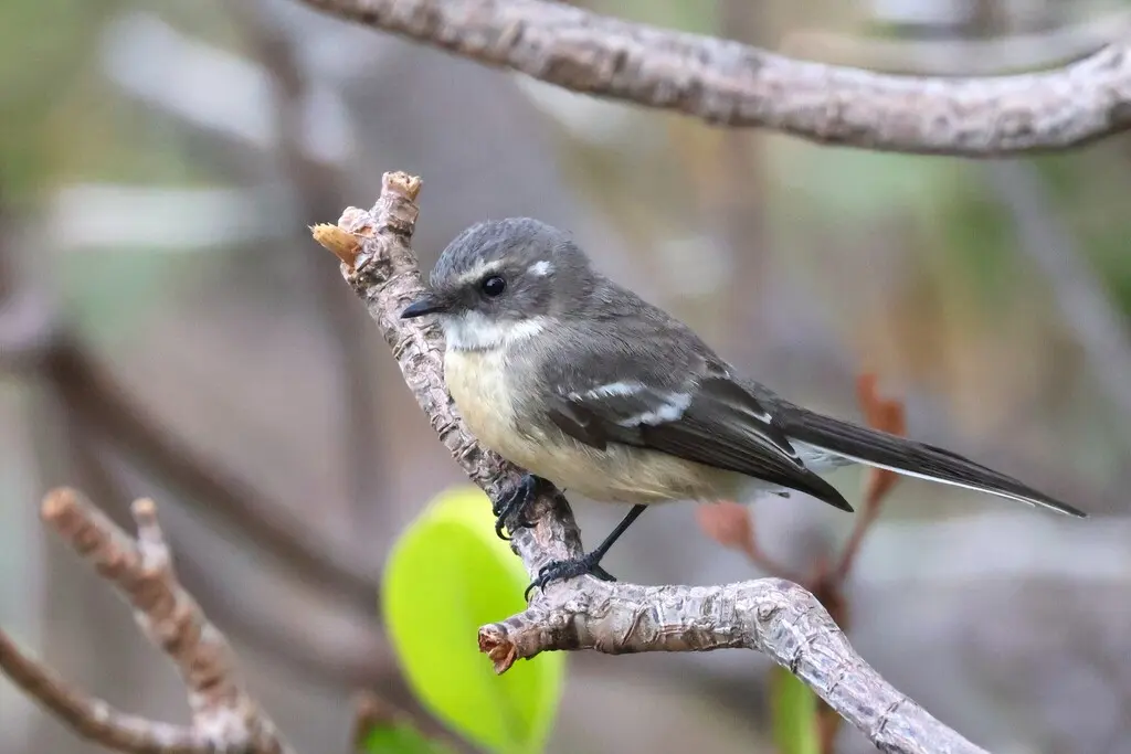 红树扇尾鹟(Rhipidura phasiana)
