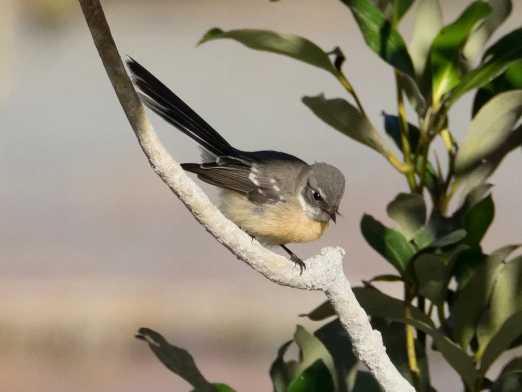 红树扇尾鹟(Rhipidura phasiana)