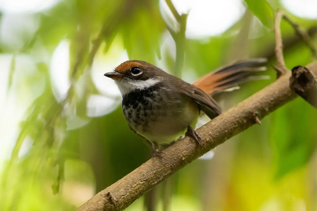 棕额扇尾鹟（Rhipidura rufifrons）