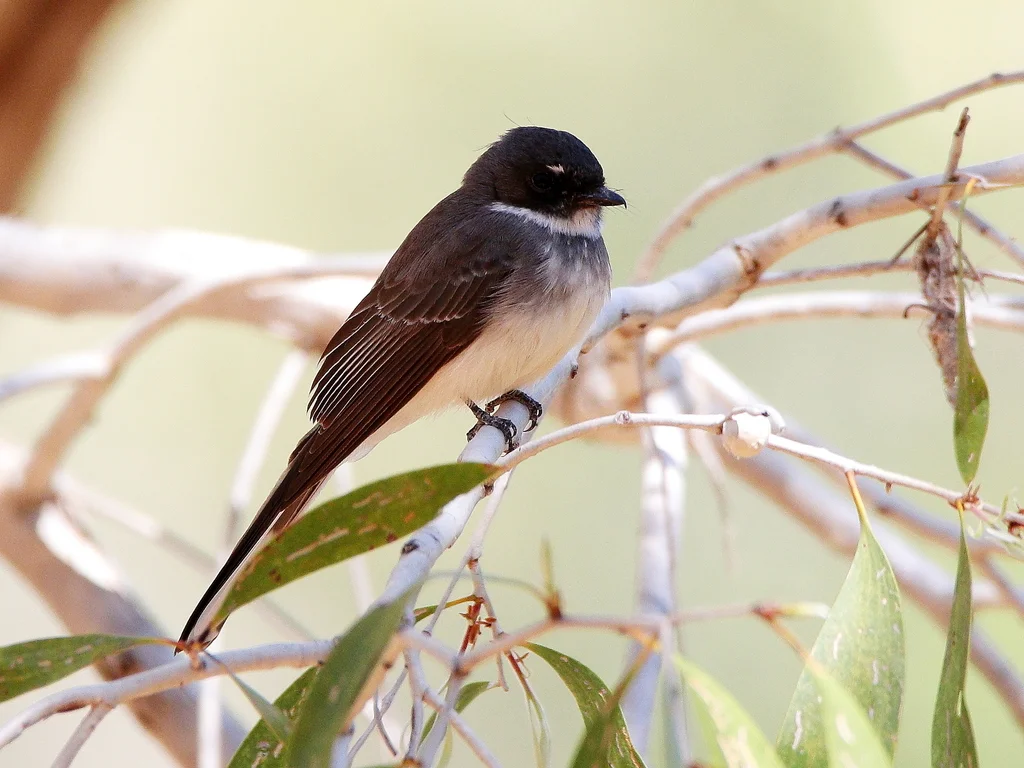 北扇尾鹟（Rhipidura rufiventris）