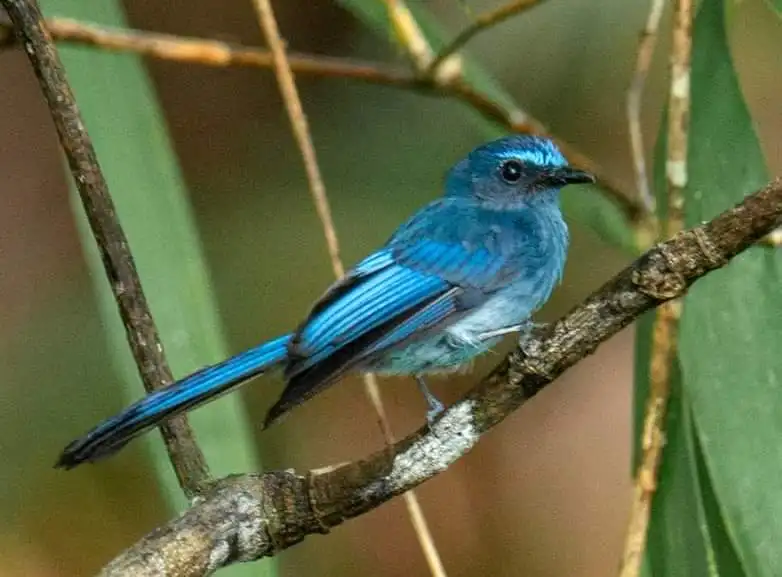 蓝扇尾鹟（Rhipidura superciliaris）