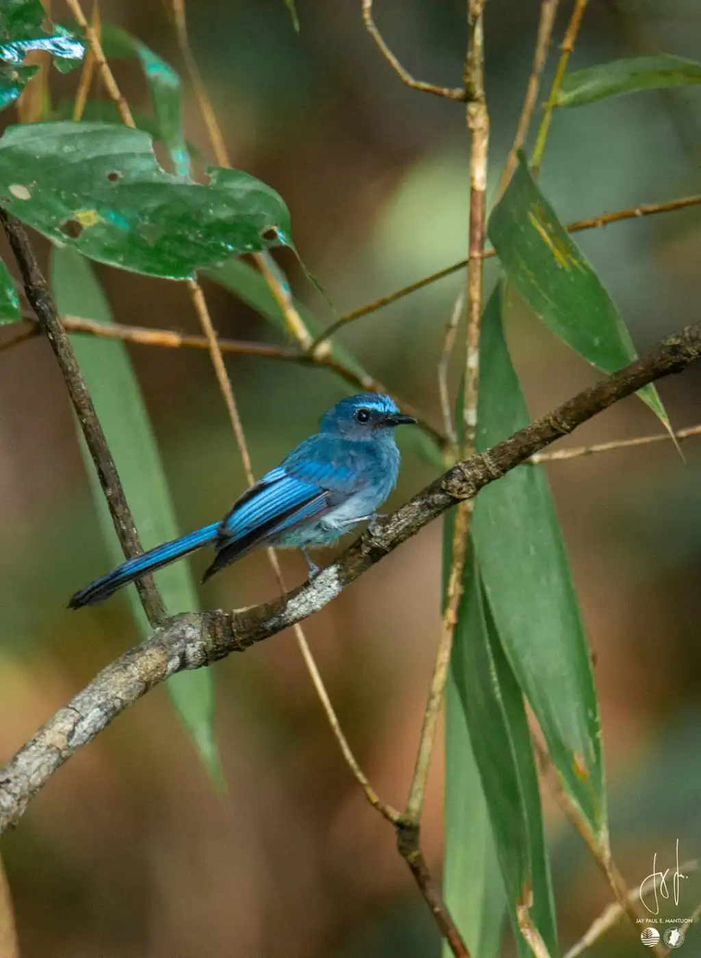 蓝扇尾鹟（Rhipidura superciliaris）
