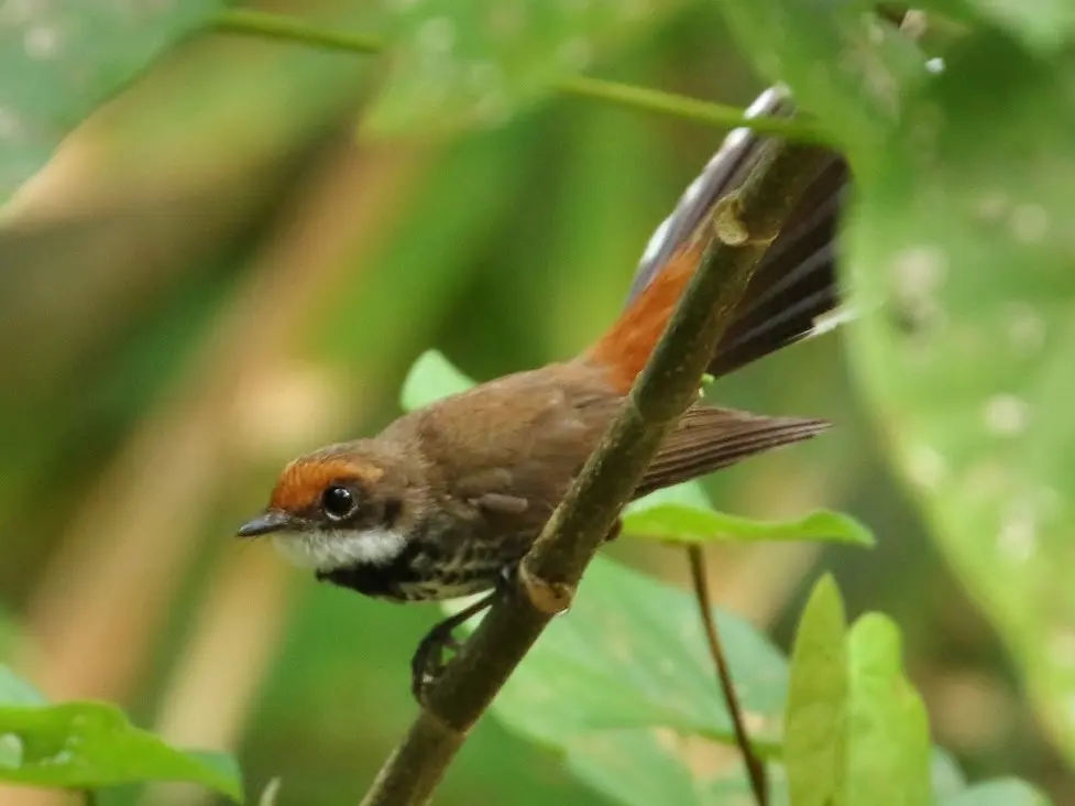密岛扇尾鹟(Rhipidura versicolor)