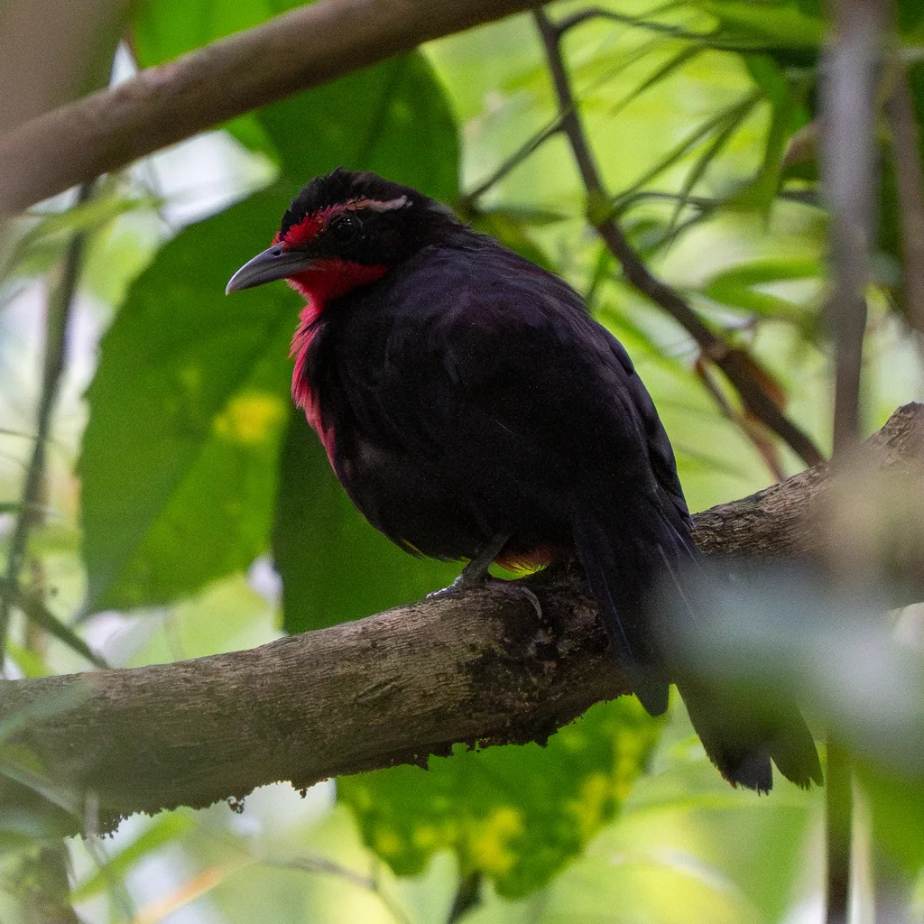 鸫唐纳雀（Rhodinocichla rosea）