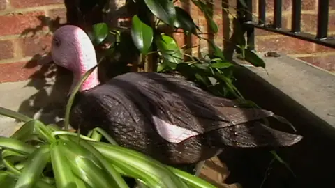 粉头鸭