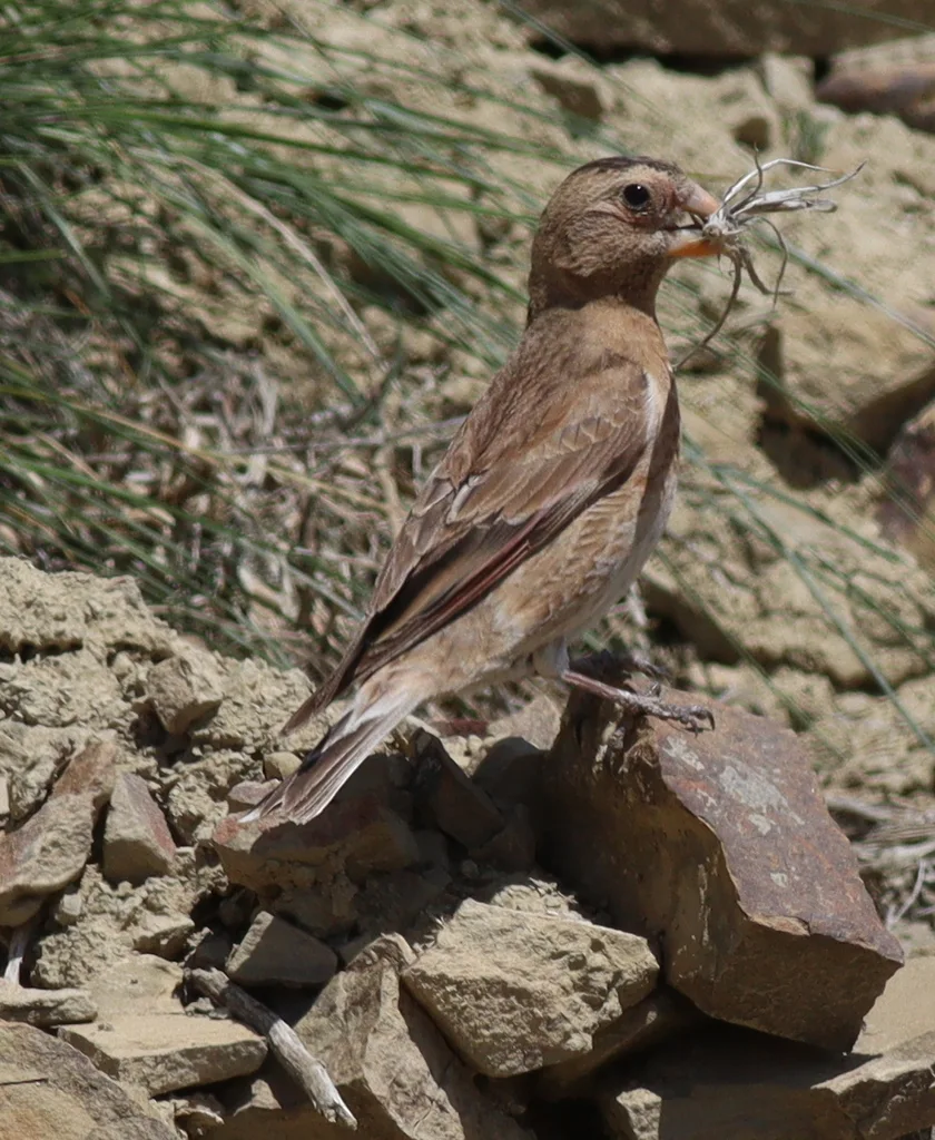 红翅沙雀(Rhodopechys sanguineus)