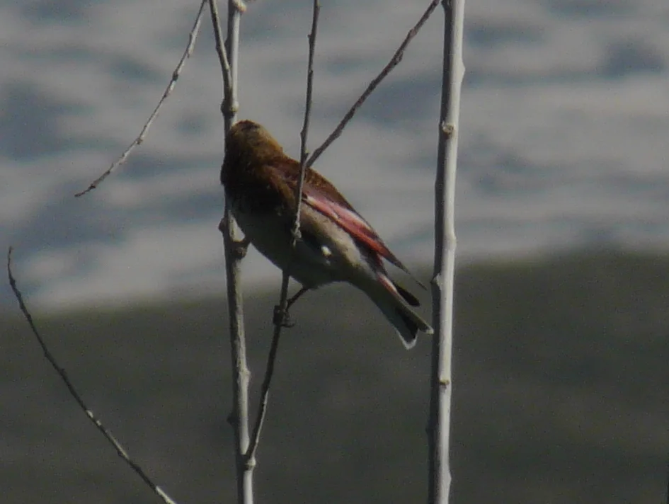 红翅沙雀(Rhodopechys sanguineus)