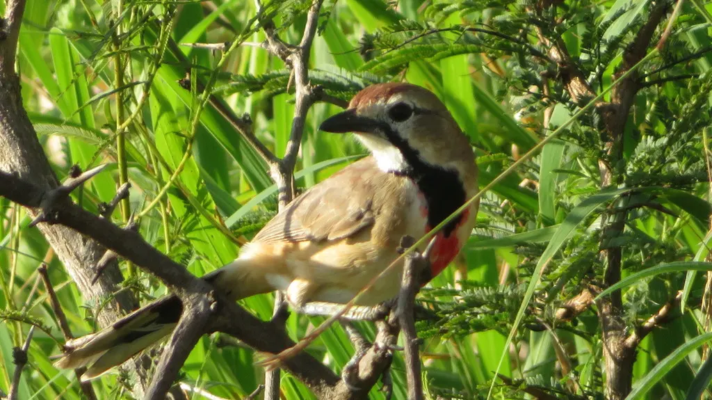 粉斑丛鵙(Rhodophoneus cruentus)