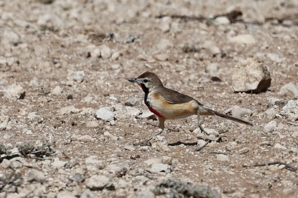 粉斑丛鵙(Rhodophoneus cruentus)