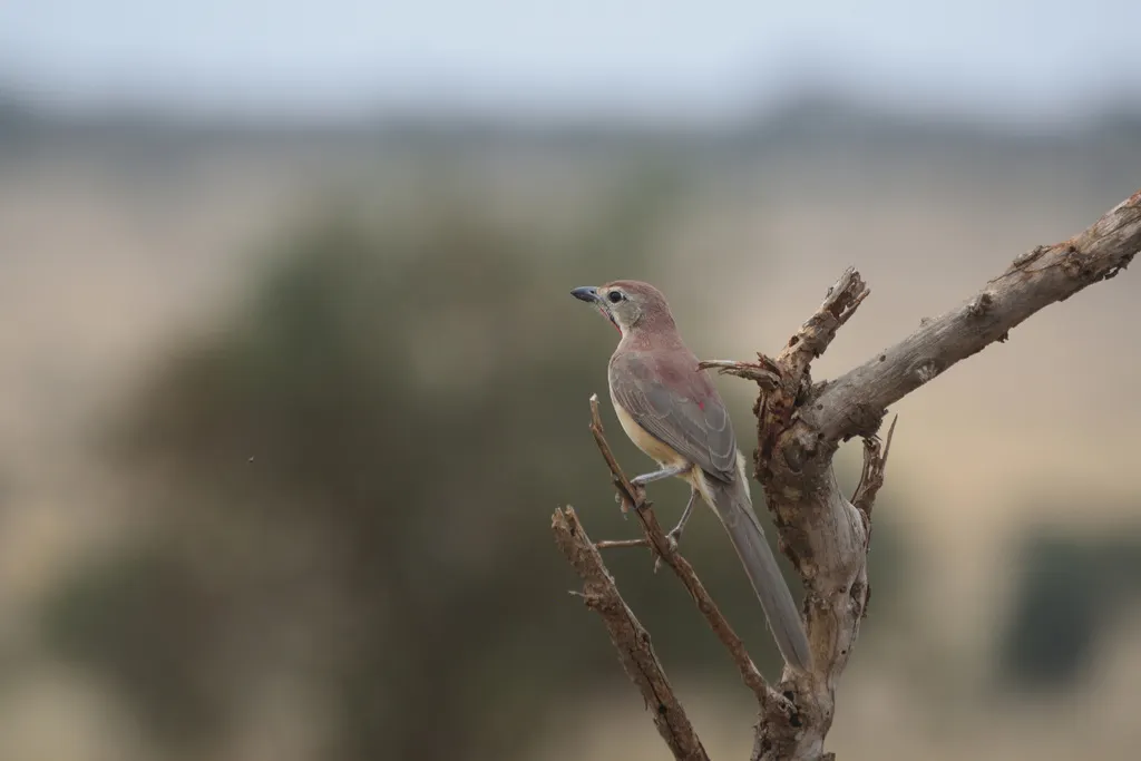 粉斑丛鵙(Rhodophoneus cruentus)