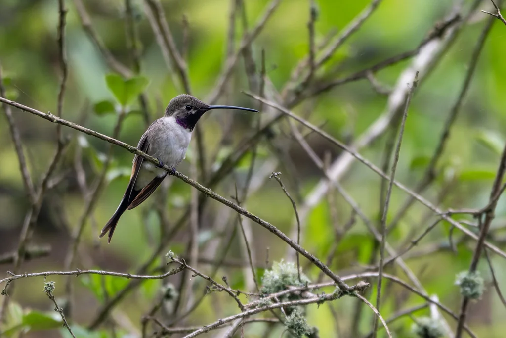 绿洲蜂鸟(Rhodopis vesper)