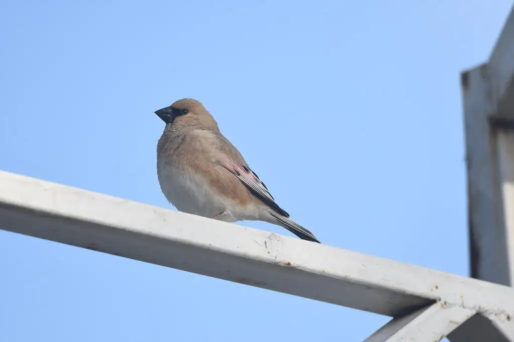 巨嘴沙雀(Rhodospiza obsoleta)