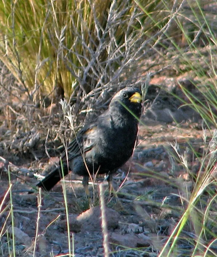炭黑岭雀鹀（Rhopospina carbonaria）