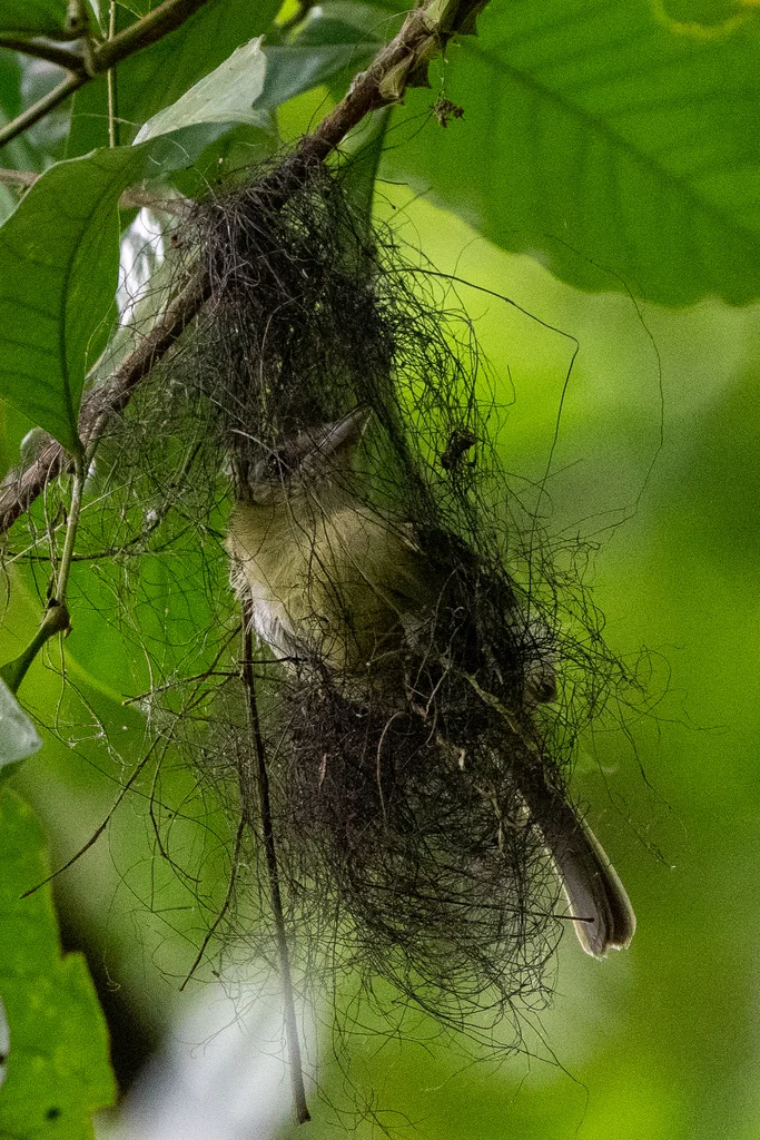 西绿扁嘴霸鹟（Rhynchocyclus aequinoctialis）