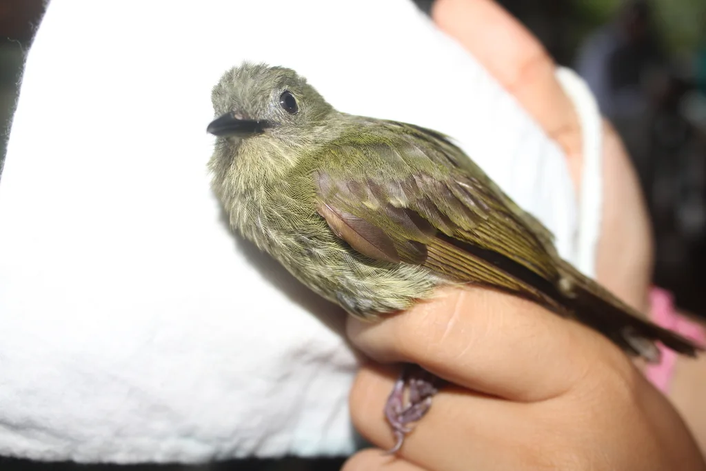 西绿扁嘴霸鹟（Rhynchocyclus aequinoctialis）