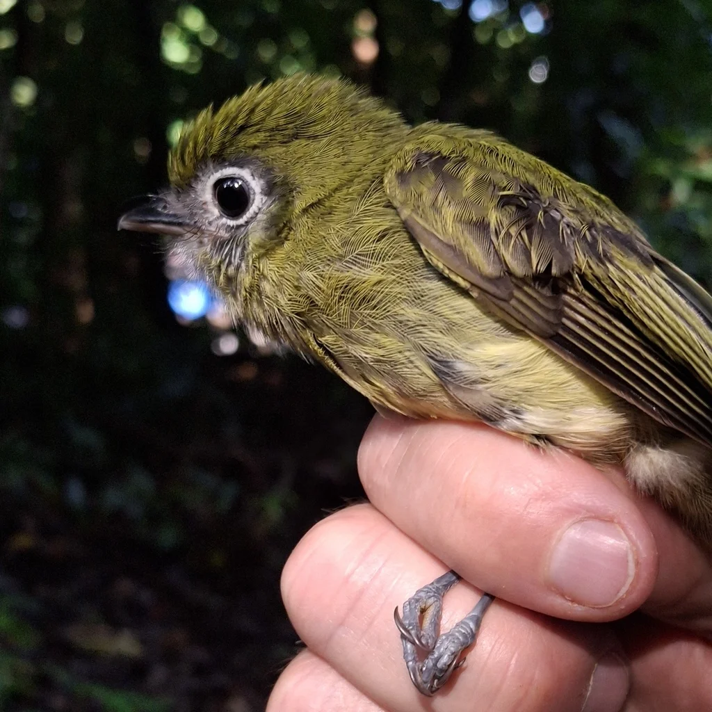 眼环扁嘴霸鹟(Rhynchocyclus brevirostris)
