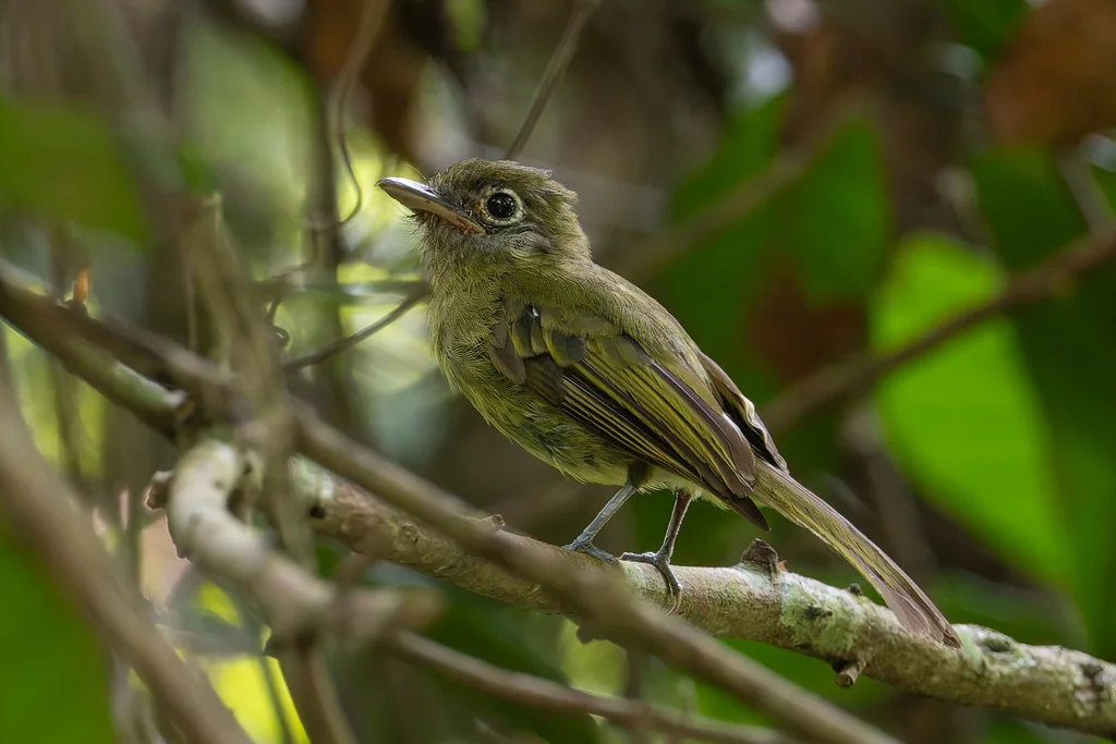 眼环扁嘴霸鹟(Rhynchocyclus brevirostris)