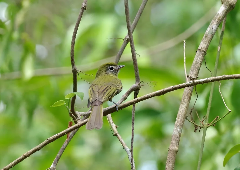 眼环扁嘴霸鹟(Rhynchocyclus brevirostris)