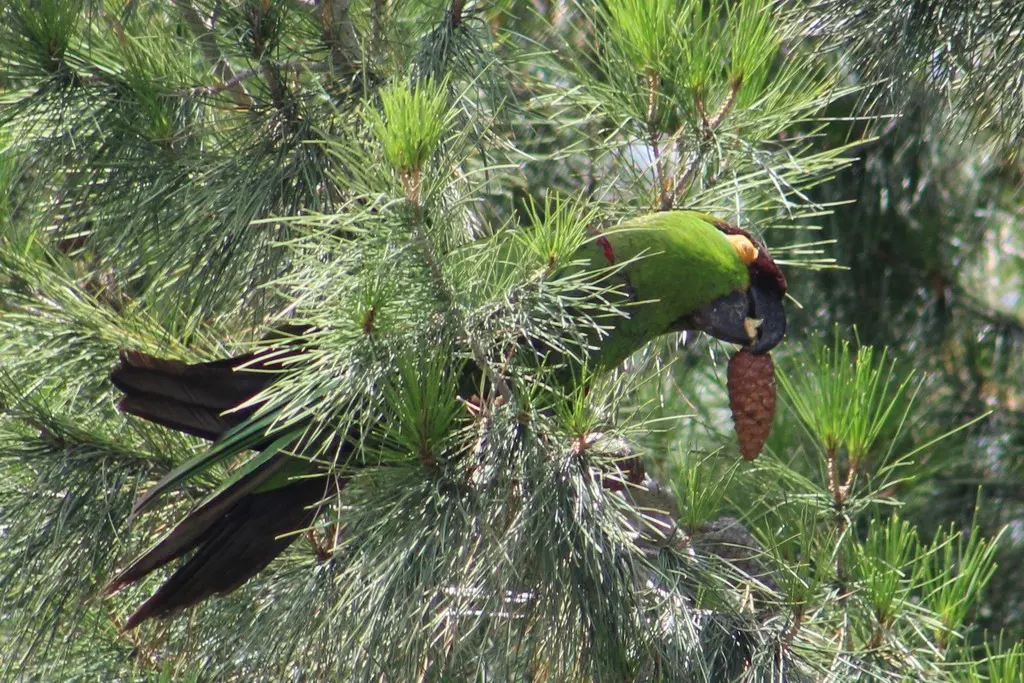 暗红额鹦哥(Rhynchopsitta terrisi)
