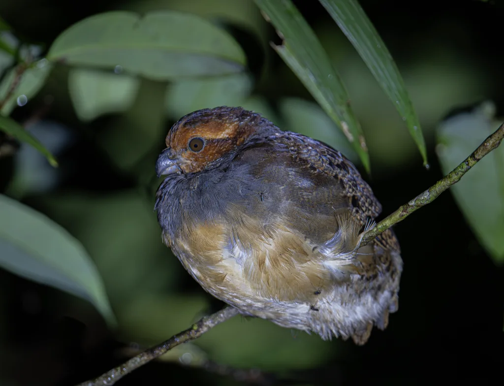 茶脸鹑(Rhynchortyx cinctus)