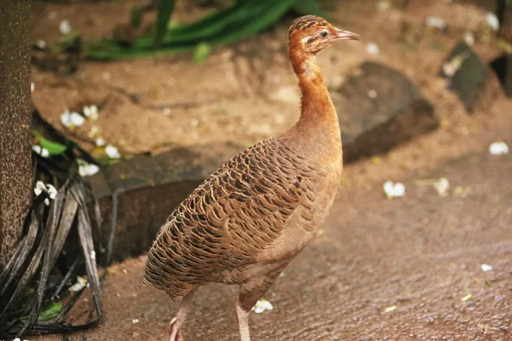 哨音红翅䳍(Rhynchotus maculicollis)