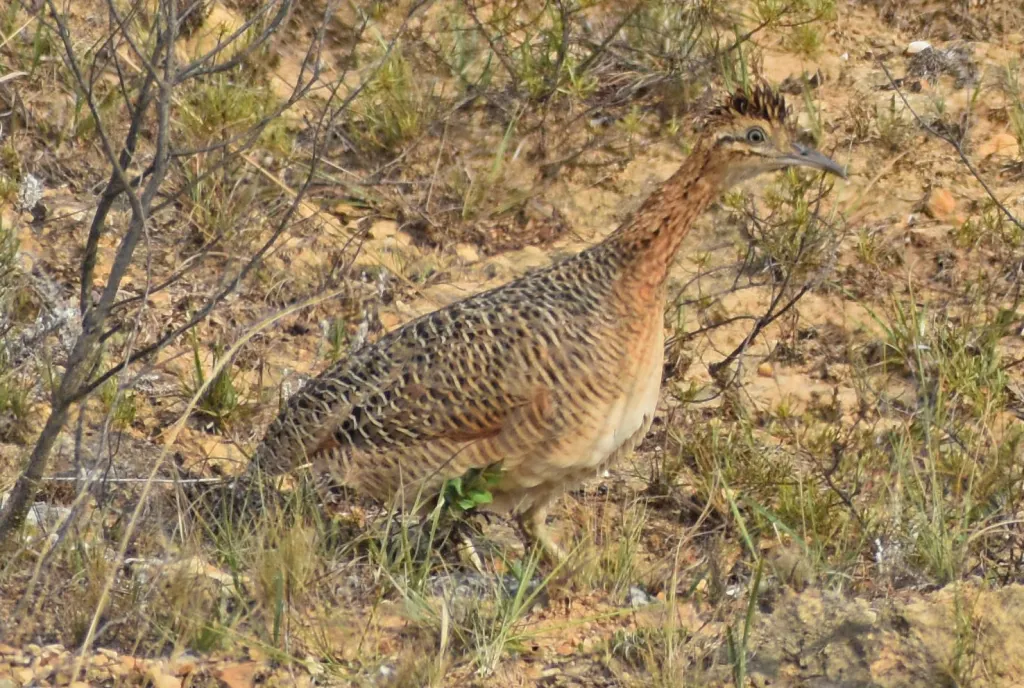 哨音红翅䳍(Rhynchotus maculicollis)