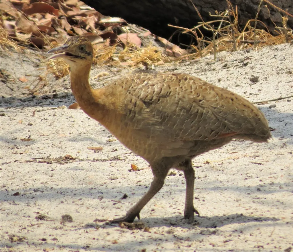红翅䳍(Rhynchotus rufescens)
