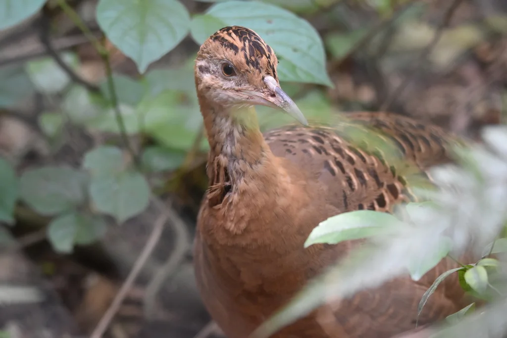红翅䳍(Rhynchotus rufescens)