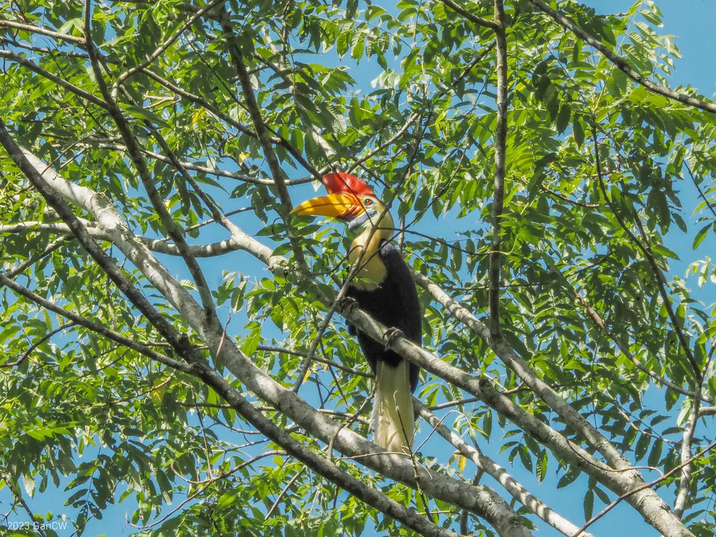 苏拉威西皱盔犀鸟(Rhyticeros cassidix)
