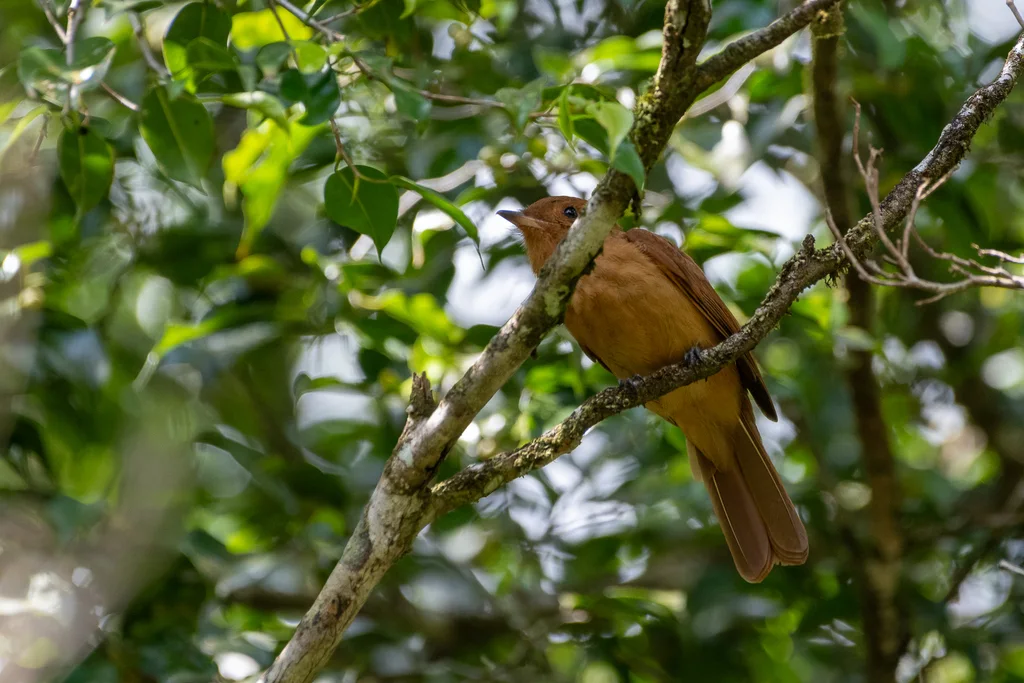 棕悲霸鹟(Rhytipterna holerythra)
