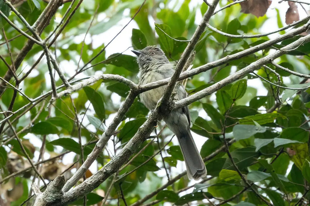 灰悲霸鹟(Rhytipterna simplex)