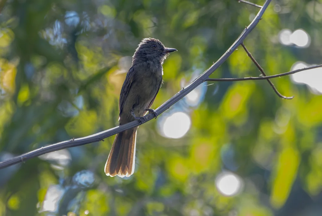 灰悲霸鹟(Rhytipterna simplex)