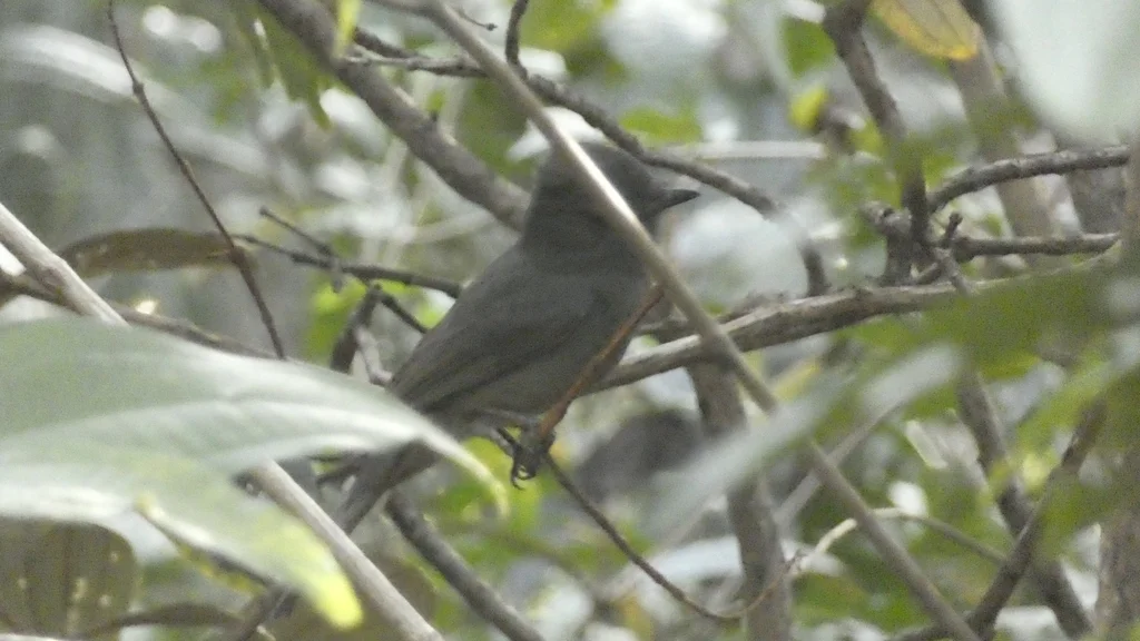 灰悲霸鹟(Rhytipterna simplex)