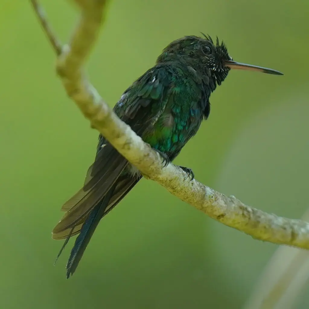 波多翠蜂鸟(Riccordia maugaeus)