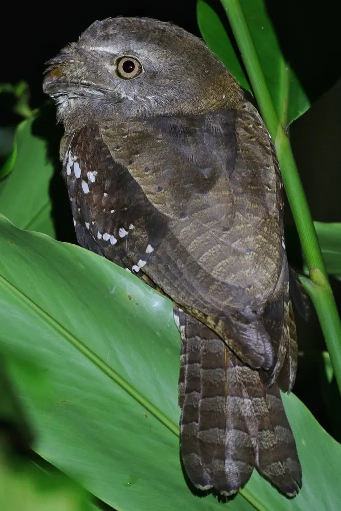 所罗门蛙口夜鹰(Rigidipenna inexpectata)