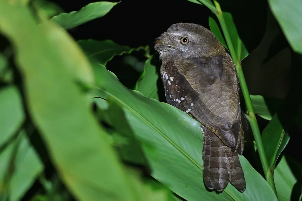 所罗门蛙口夜鹰(Rigidipenna inexpectata)