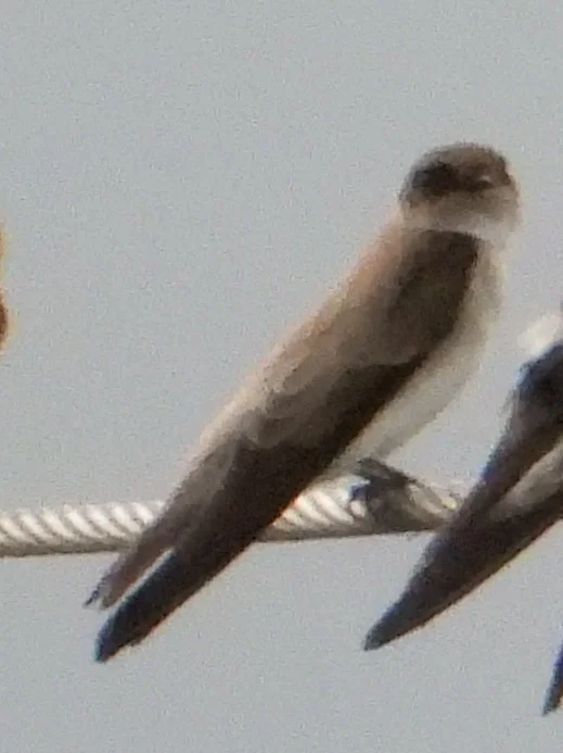 灰喉沙燕(Riparia chinensis)