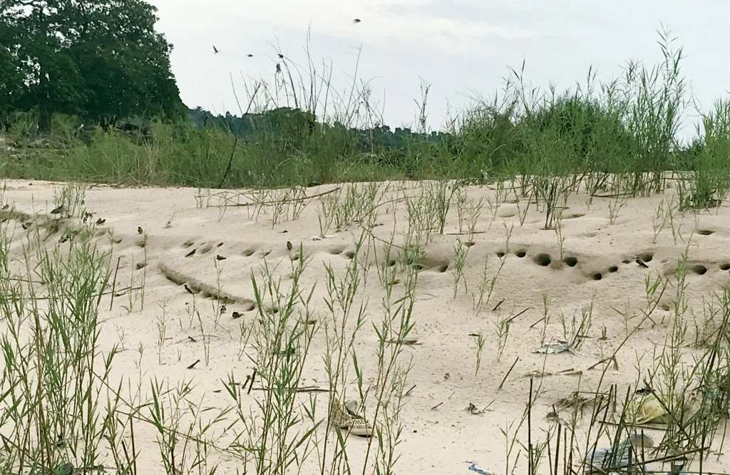 刚果沙燕(Riparia congica)
