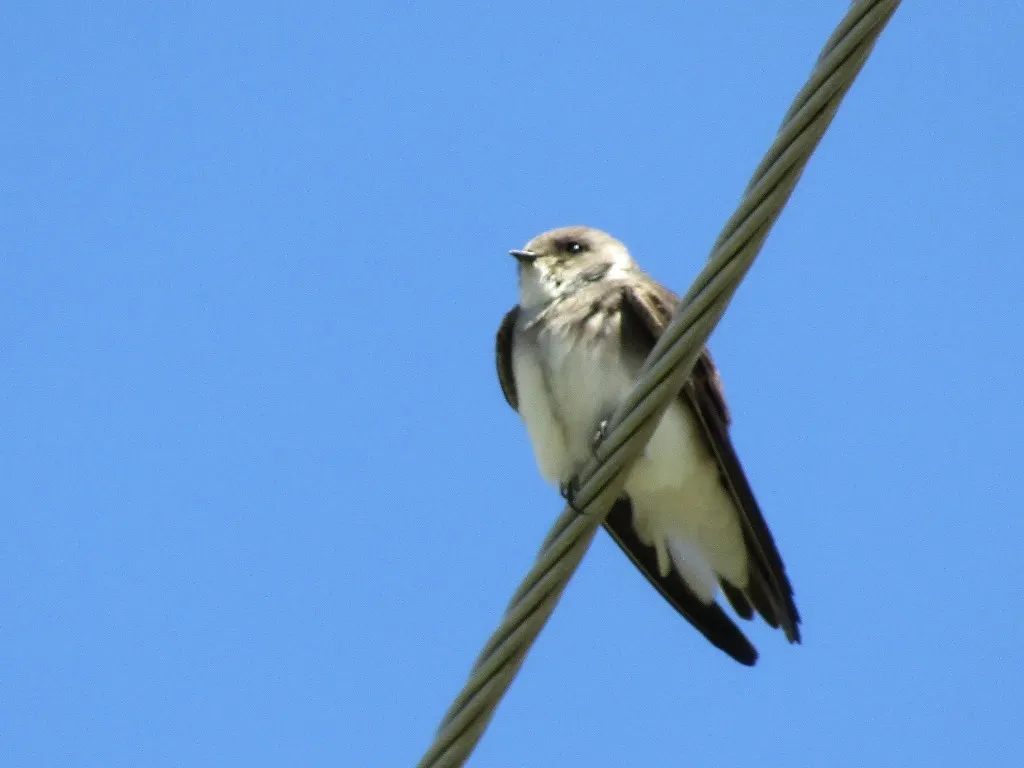 淡色沙燕(Riparia diluta)