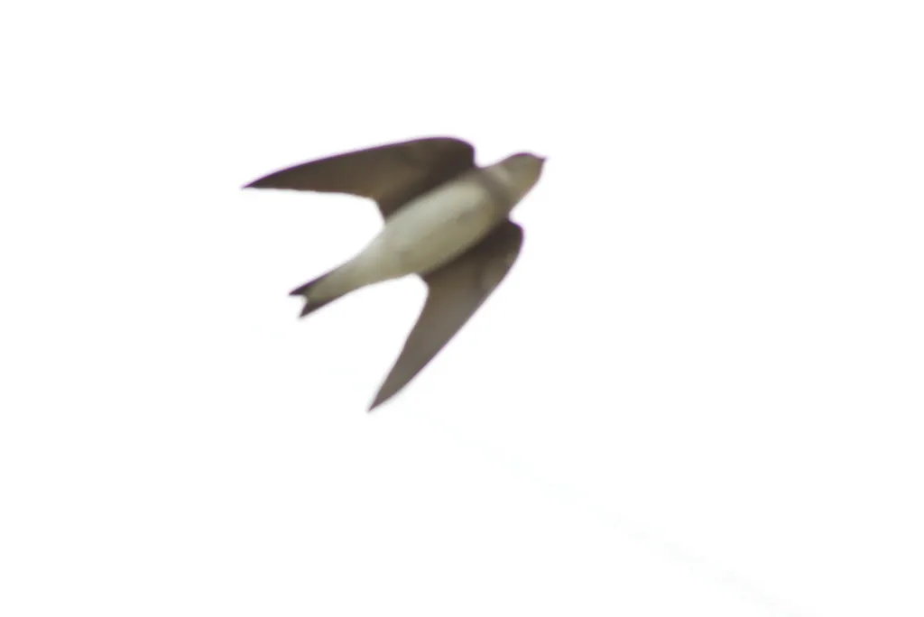 淡色沙燕(Riparia diluta)