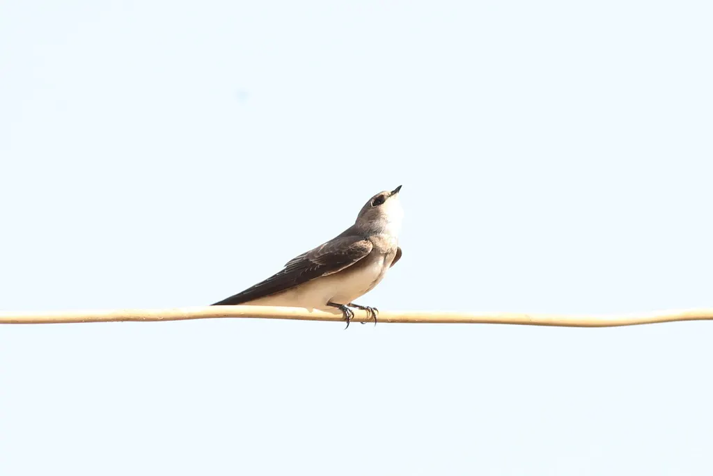 淡色沙燕(Riparia diluta)