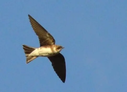 崖沙燕(Riparia riparia)