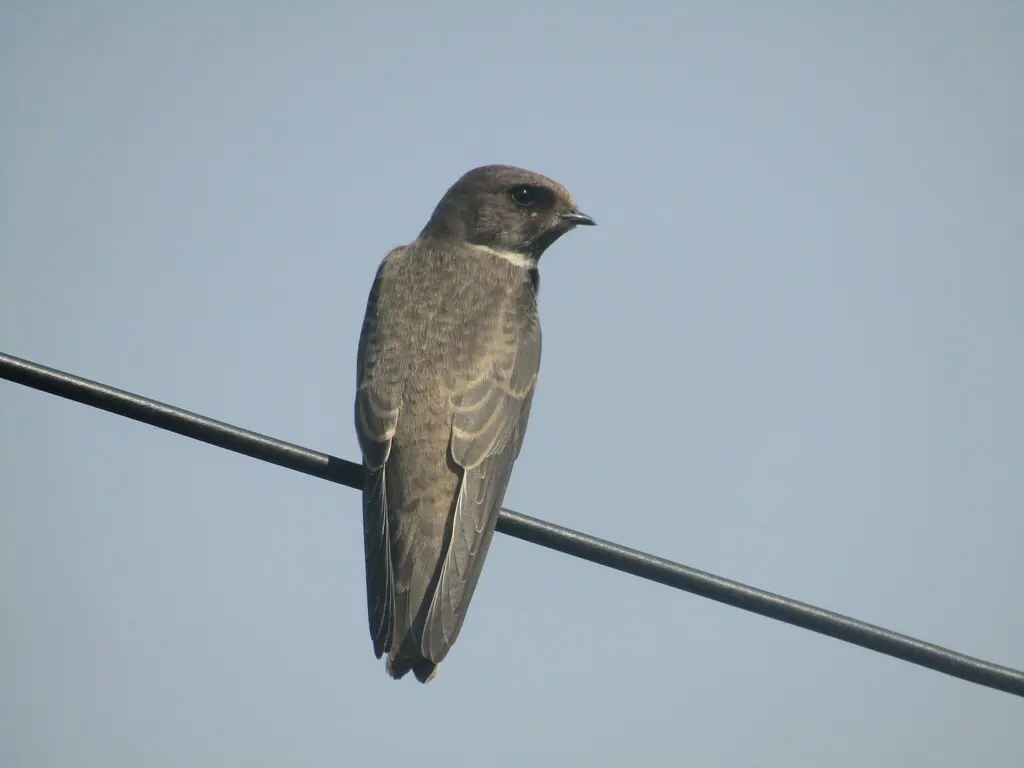 崖沙燕(Riparia riparia)