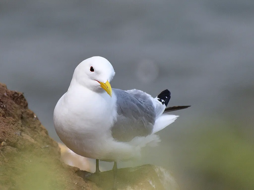 三趾鸥（Rissa tridactyla）