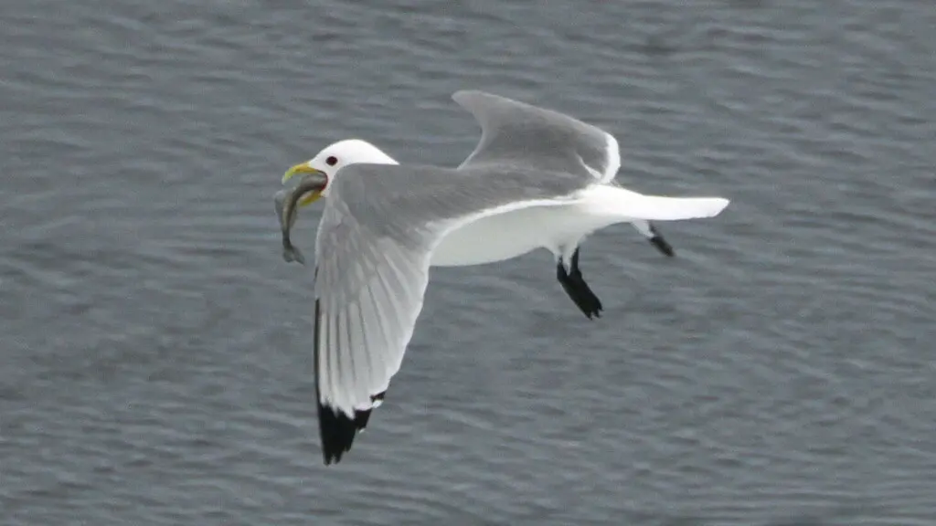 三趾鸥（Rissa tridactyla）