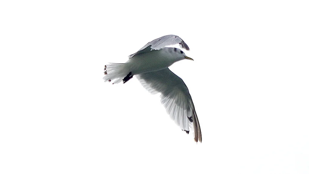 三趾鸥（Rissa tridactyla）