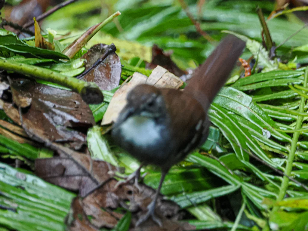 灰斑地莺(Robsonius sorsogonensis)