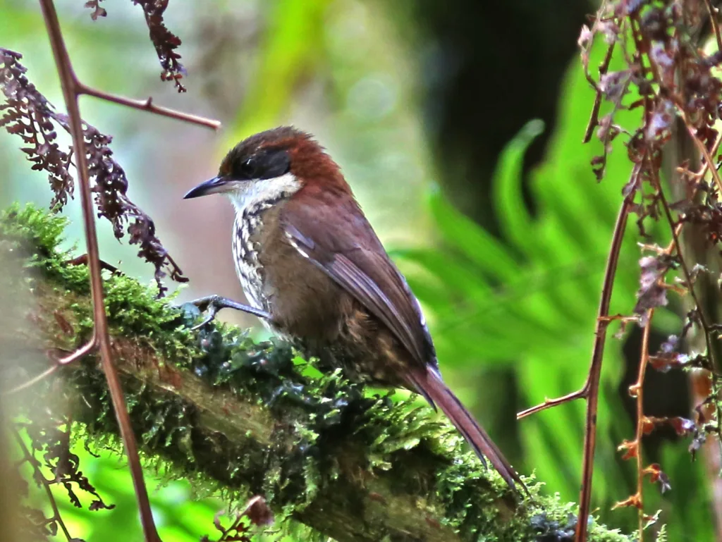 红斑尾雀(Roraimia adusta)