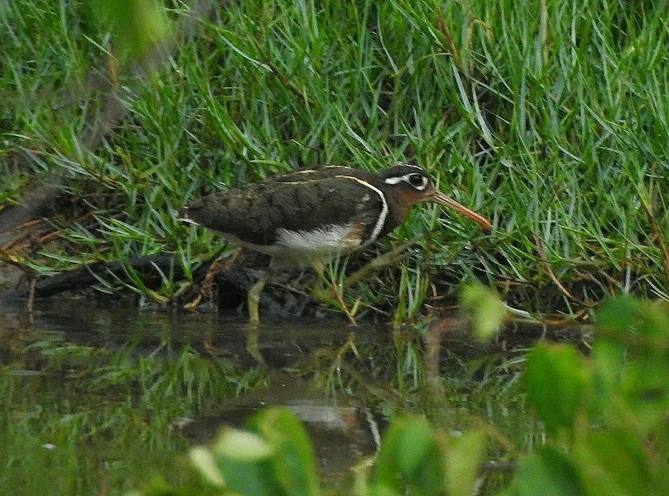 彩鹬(Rostratula benghalensis)